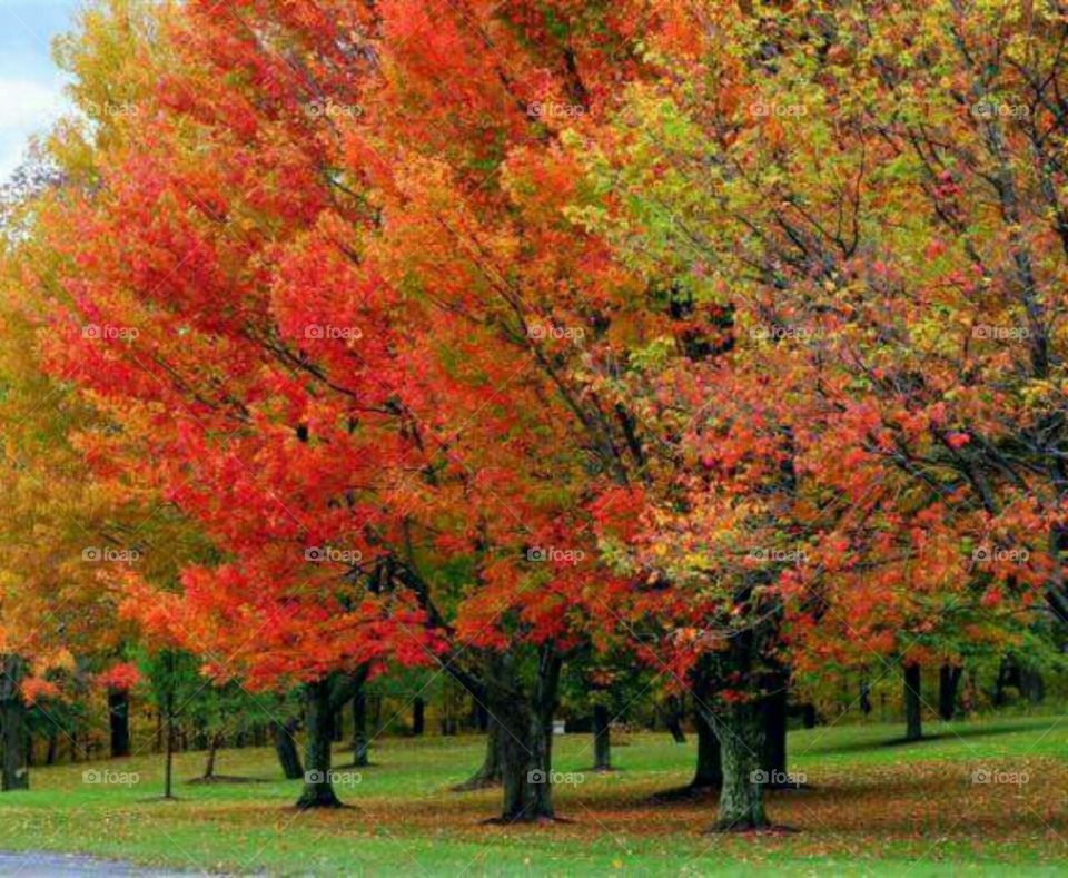 Autumn leaves on trees