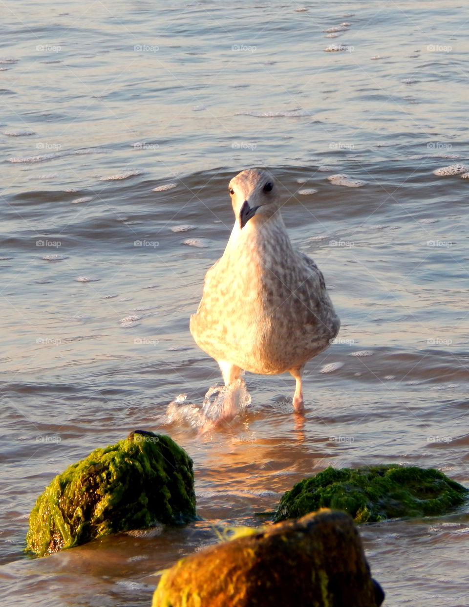 Seagull saw somethink intersting and now it going to check what is it
