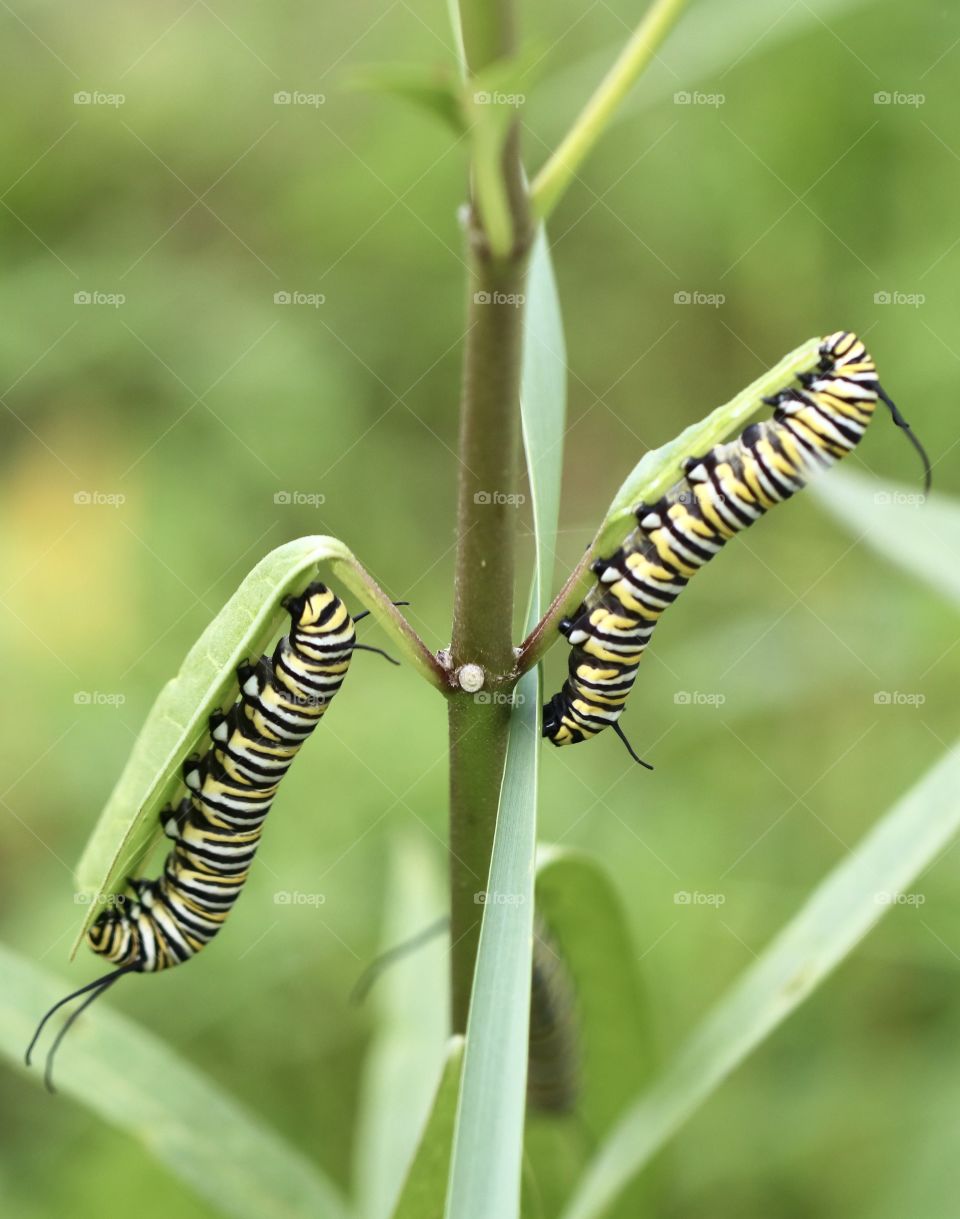 Monarch caterpillars on leaves