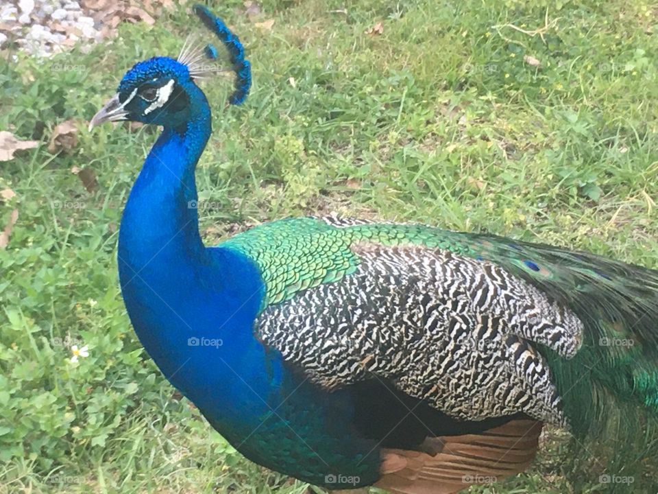 Peacock 🦚