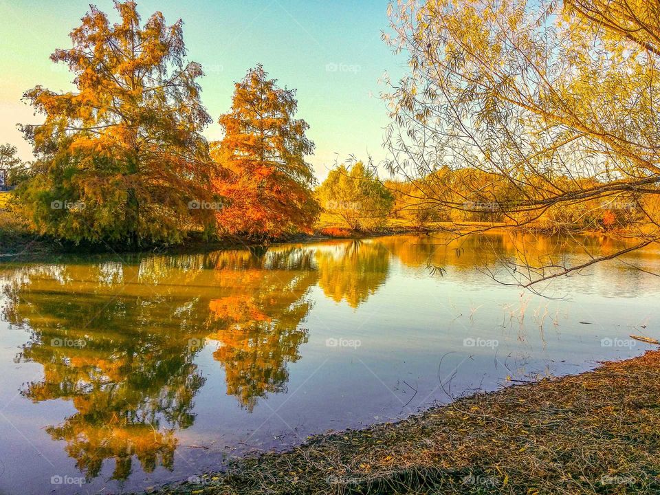 Reflection of Forest