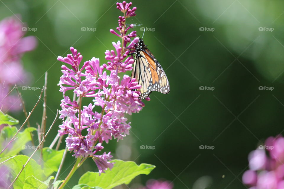 Beautiful Monarch Butterflies inside wings on a pink lilac bloom