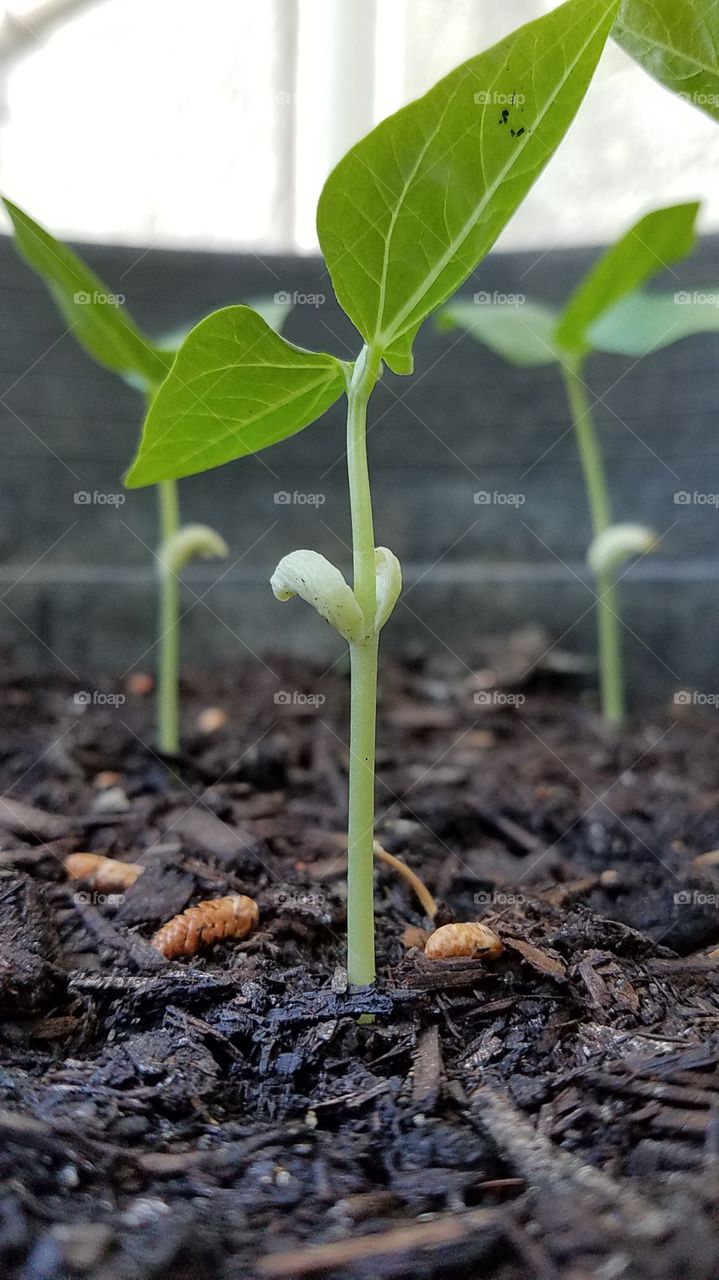 gardening - growing long beans