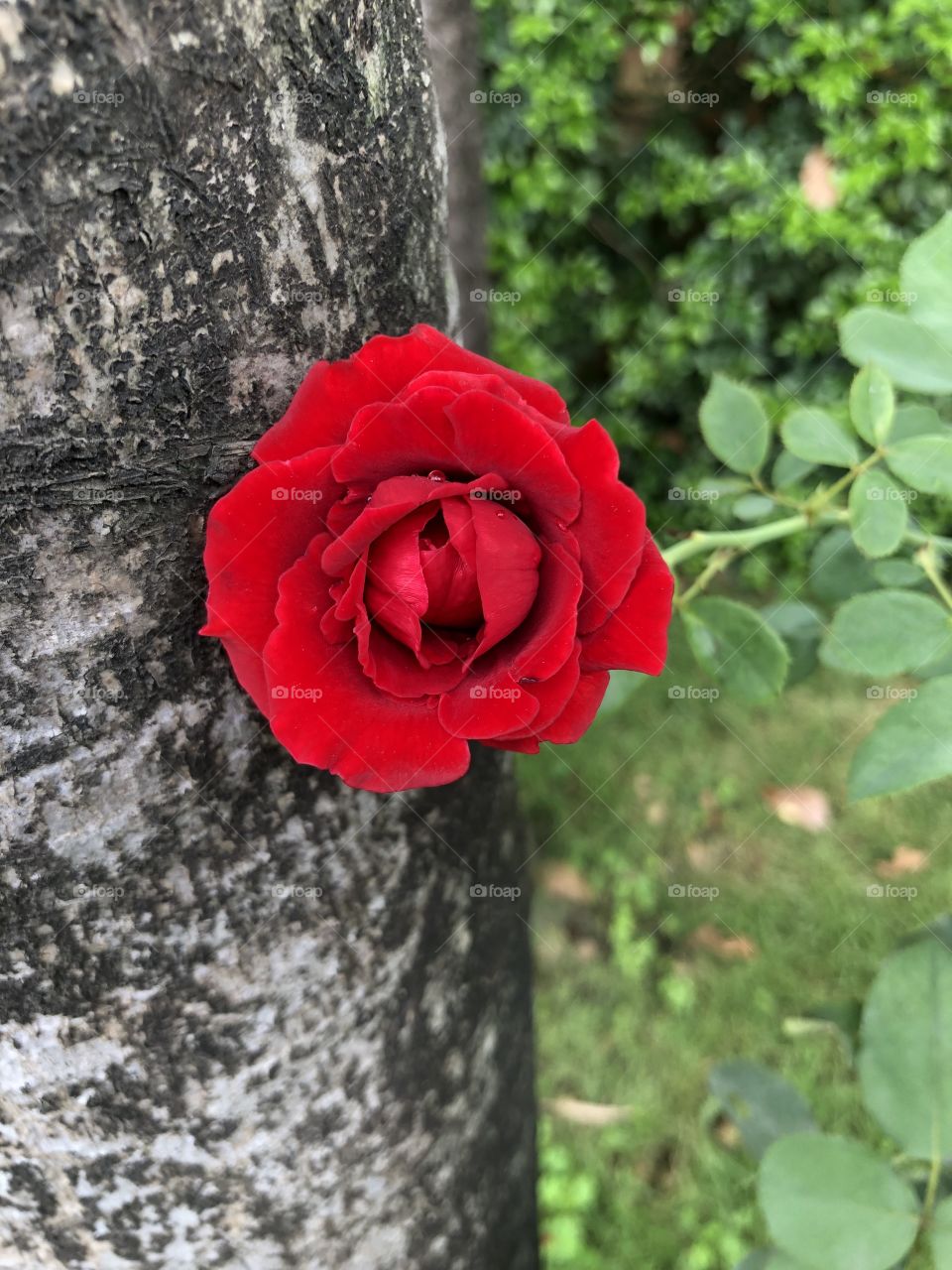 Red rose 