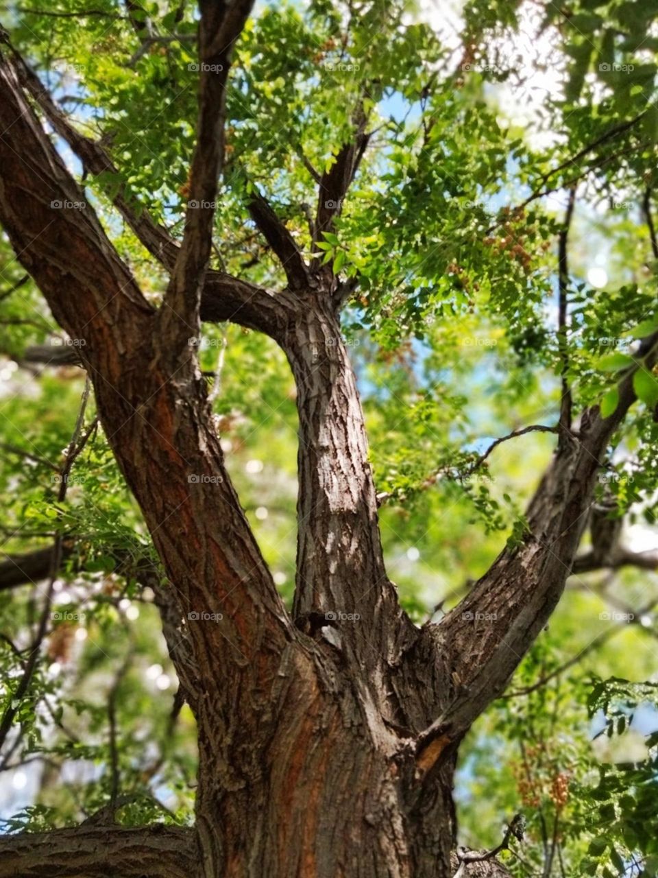 walnut tree