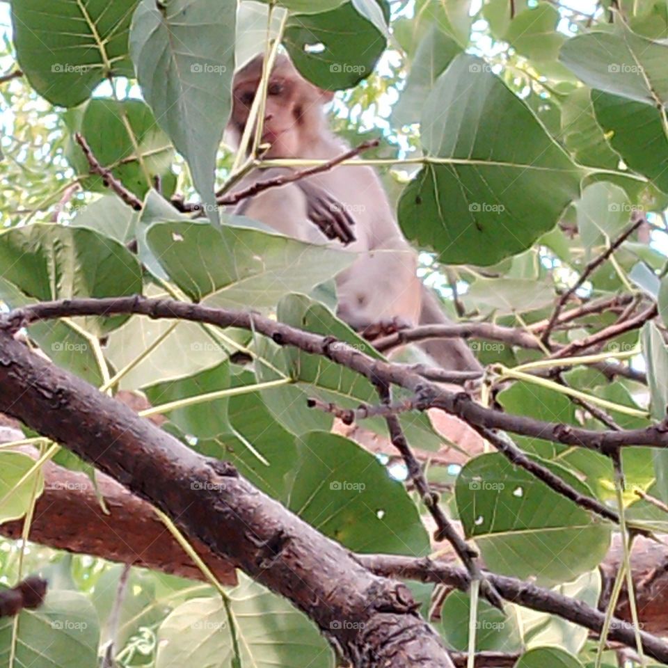 monkey on tree