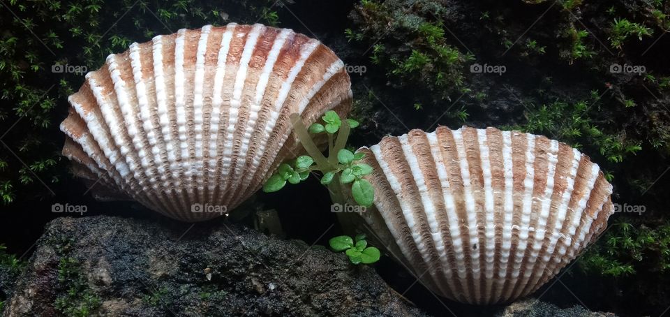 a couple of shell in the back yard