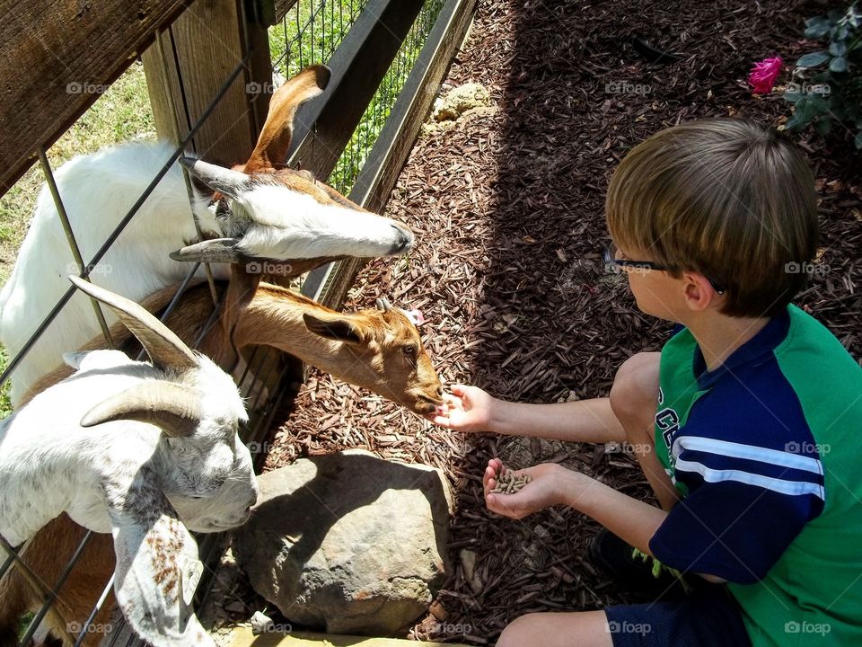 Feeding goats