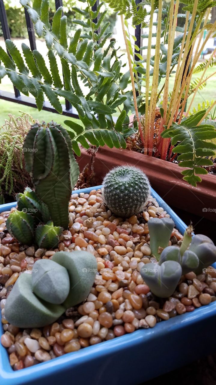 Cactus Garden
