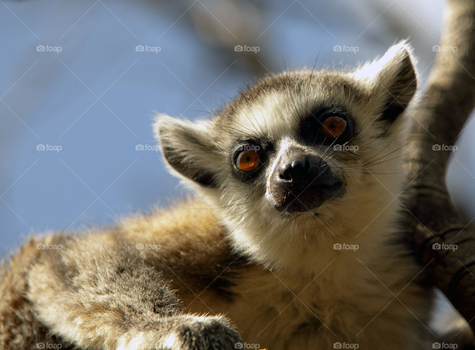 Lemur animal world