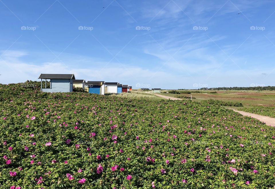 Enjoying the countryside, beach huts