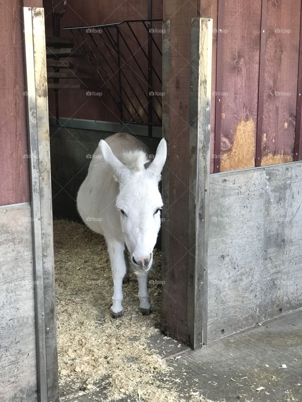 Albino donkey.