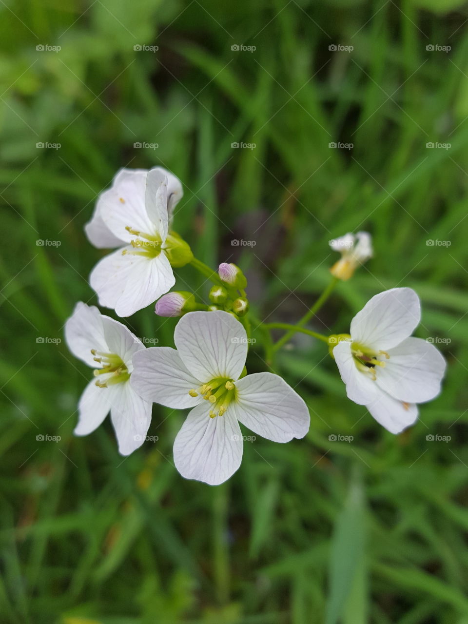 wild pink flowers