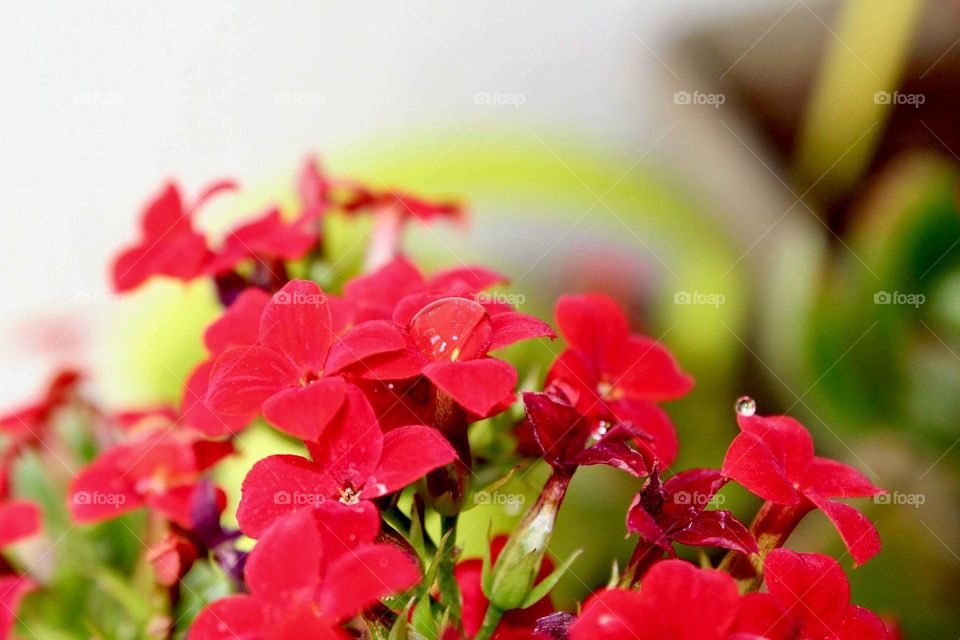 Wet red flowers