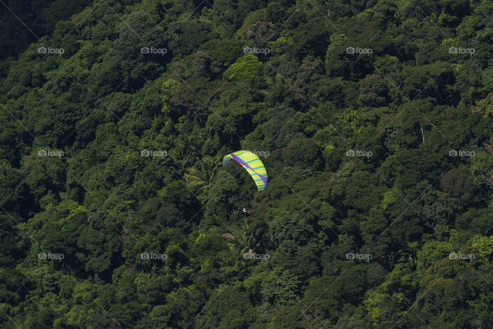 Nature of Brazil - Tijuca forest in Rio de Janeiro Brazil.