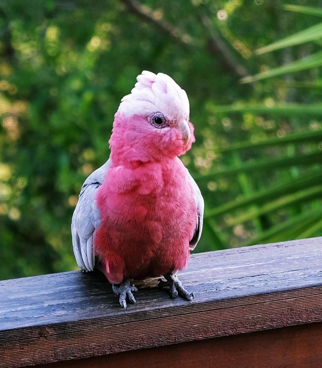 Bird watching