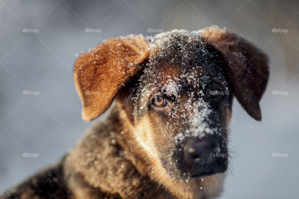 Red cute german shepard 3-th months puppy portrait at snow at the winter