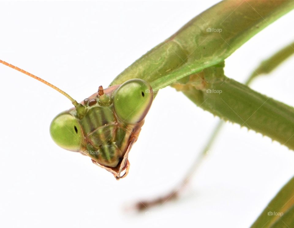 Praying Mantis closeup 