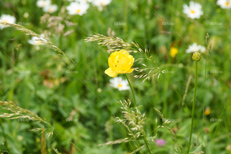 Field of wild flowers