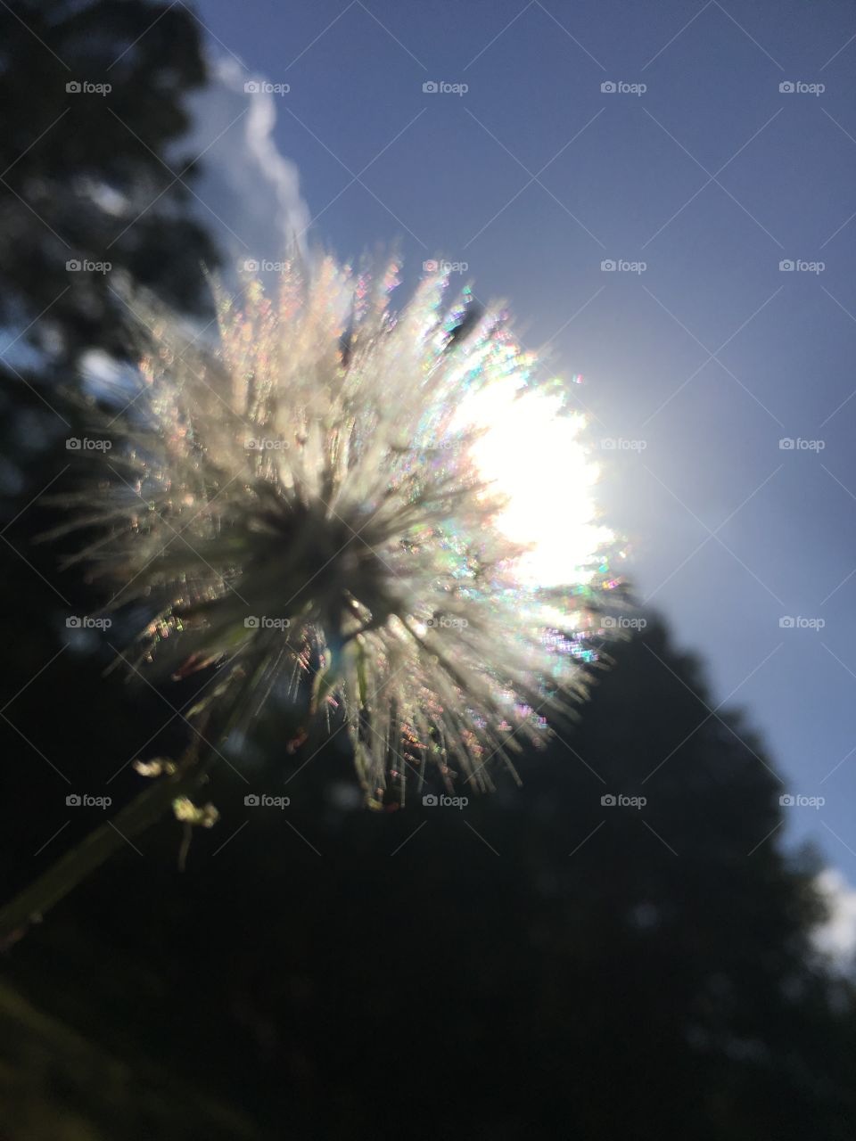 Dandelion