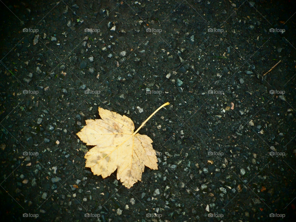 lonely autum