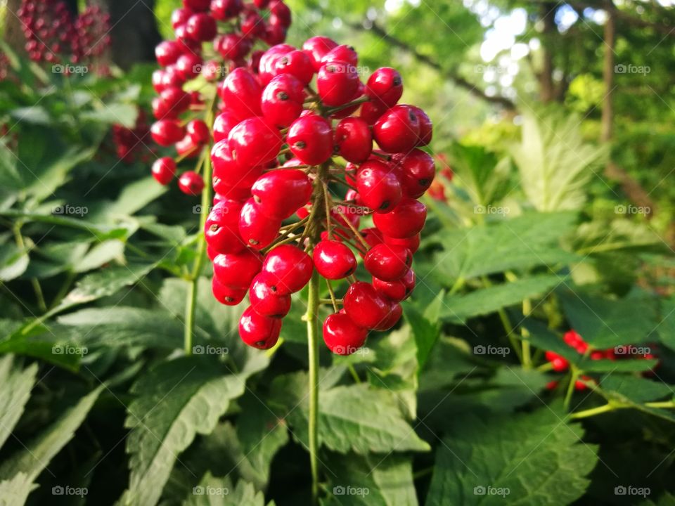 berries