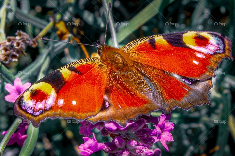 A peacock butterfly