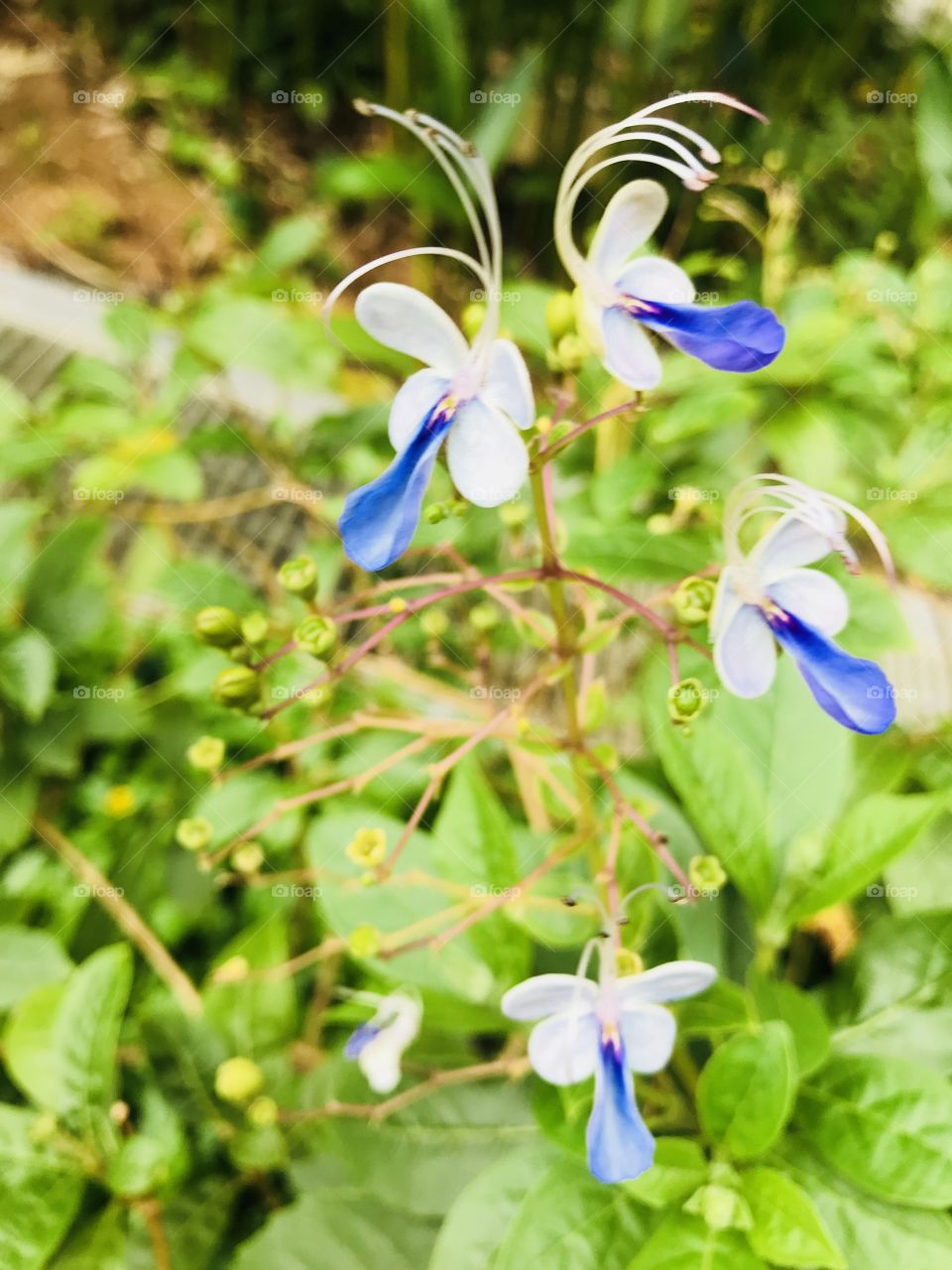 Blue and white colour small flowers