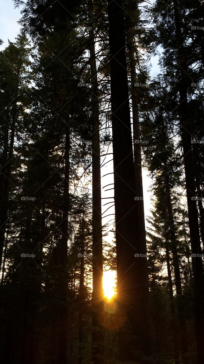 beautiful sunset with trees