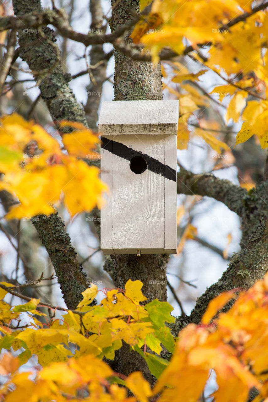 Birdhouse in a colorful autumn tree  - fågelholk i vackert träd på hösten 