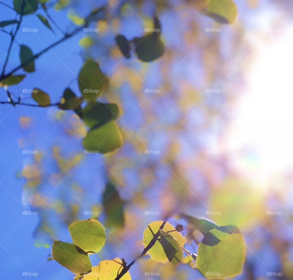 The In Between, Summer and Fall