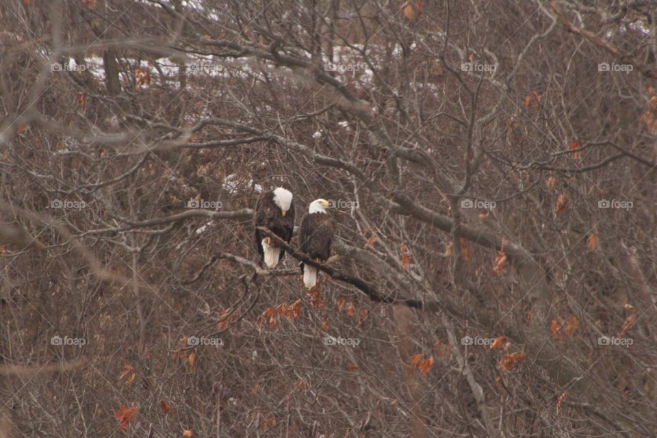 2 eagles sitting in a tree 