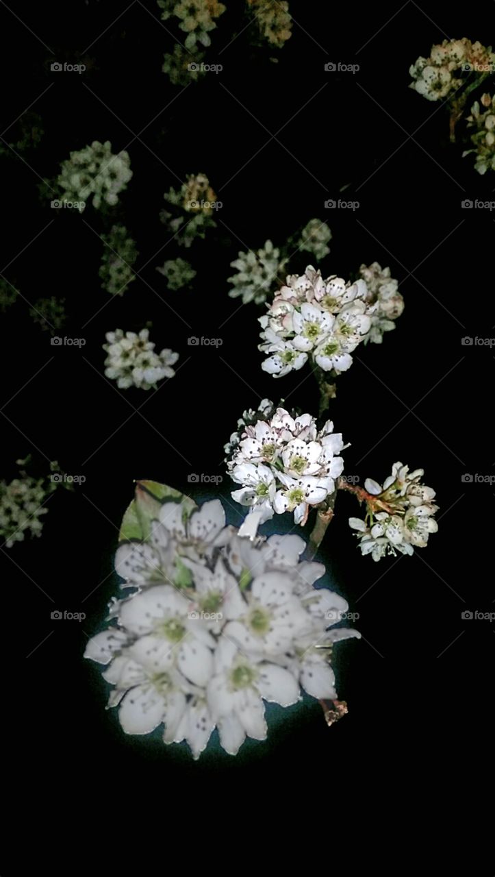Cherry Blossoms at Night