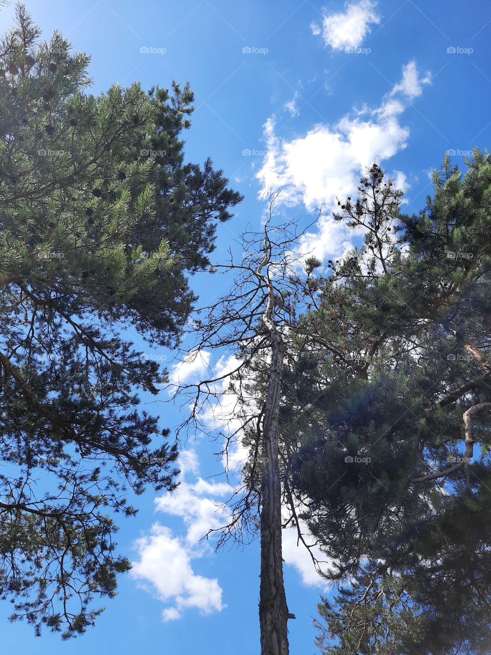 treetops in pine forest against blue sky with clouds