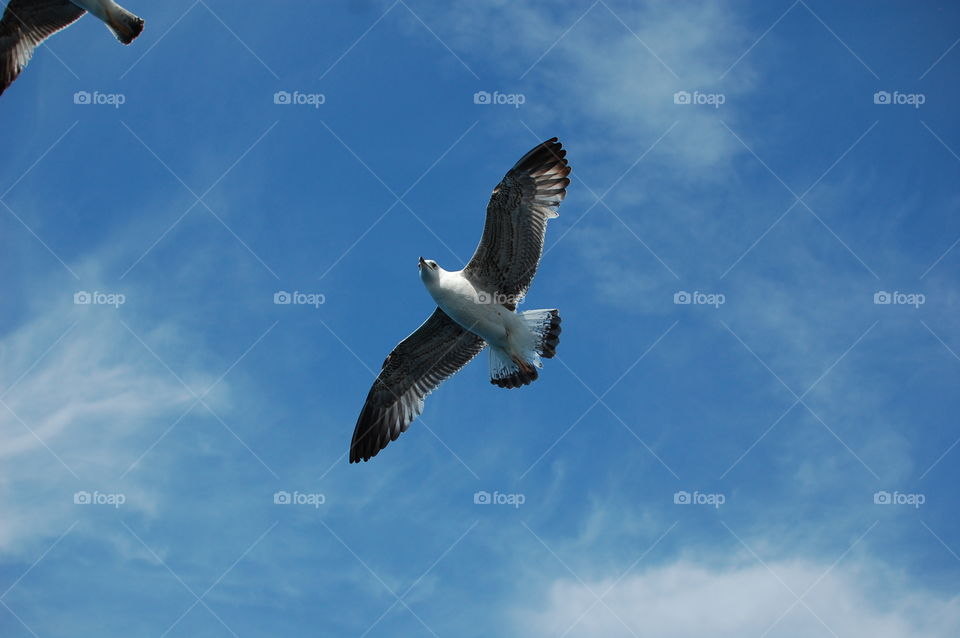 Sea gull with open wings on the sky