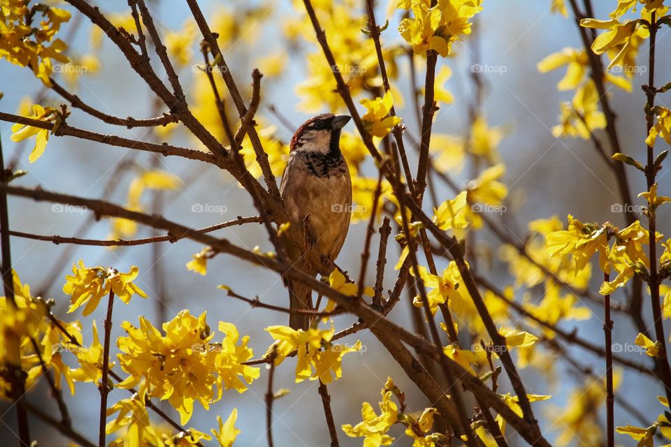 A sparrow in a tree that blooms yellow