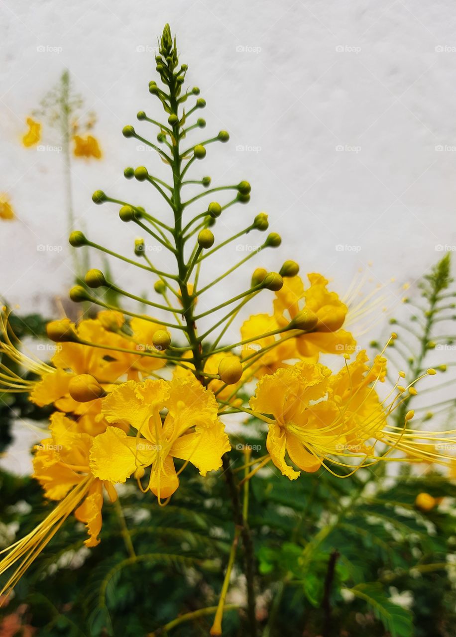 Yellow flower in the garden,Yellow,garden,plant,blossom,floral,botany,spring,nature,landscape,colorful,season,reflection,summer,flower