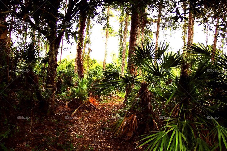 The path through the woods