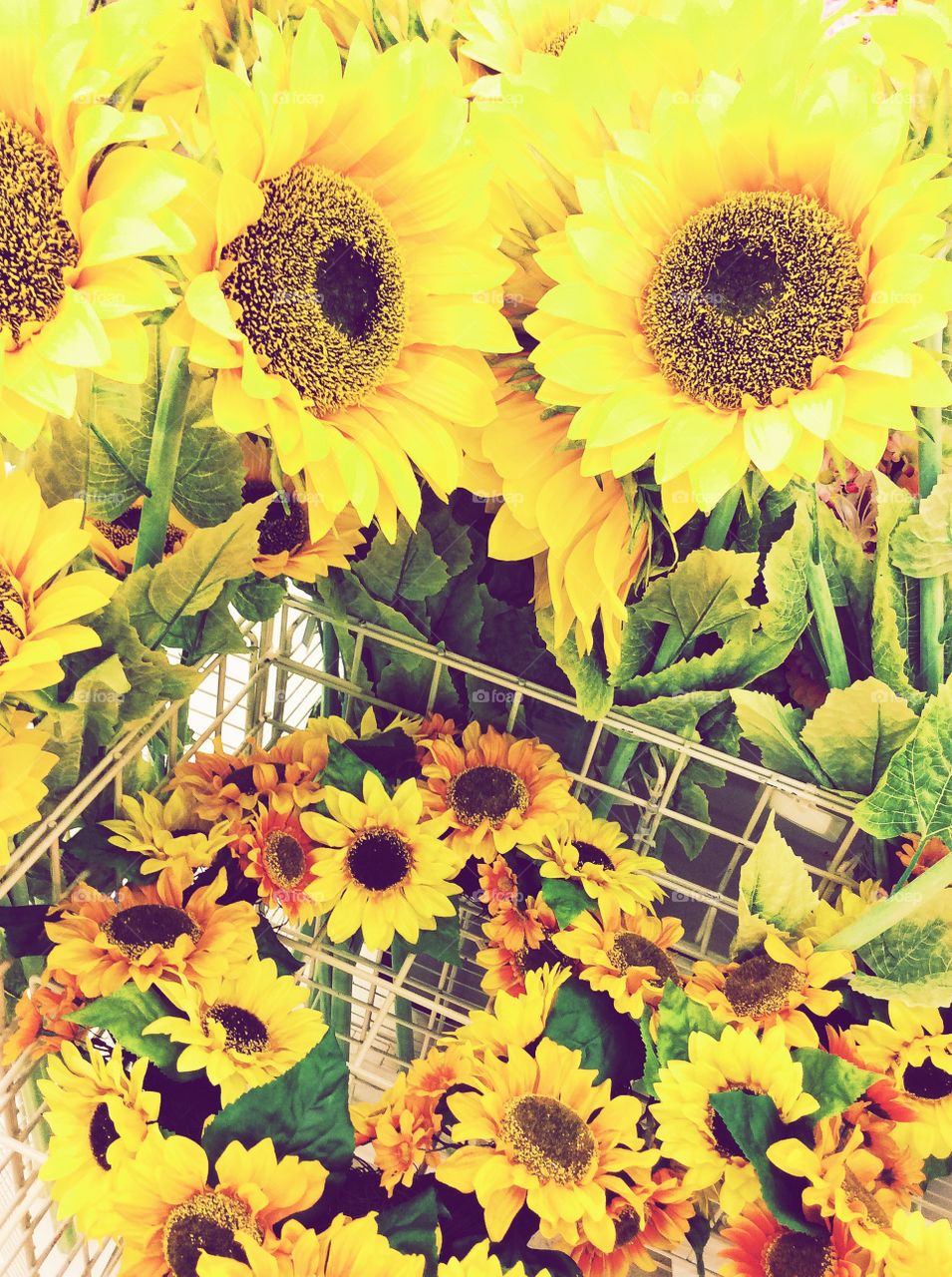 Surrounded by sunflowers . Favorite flower