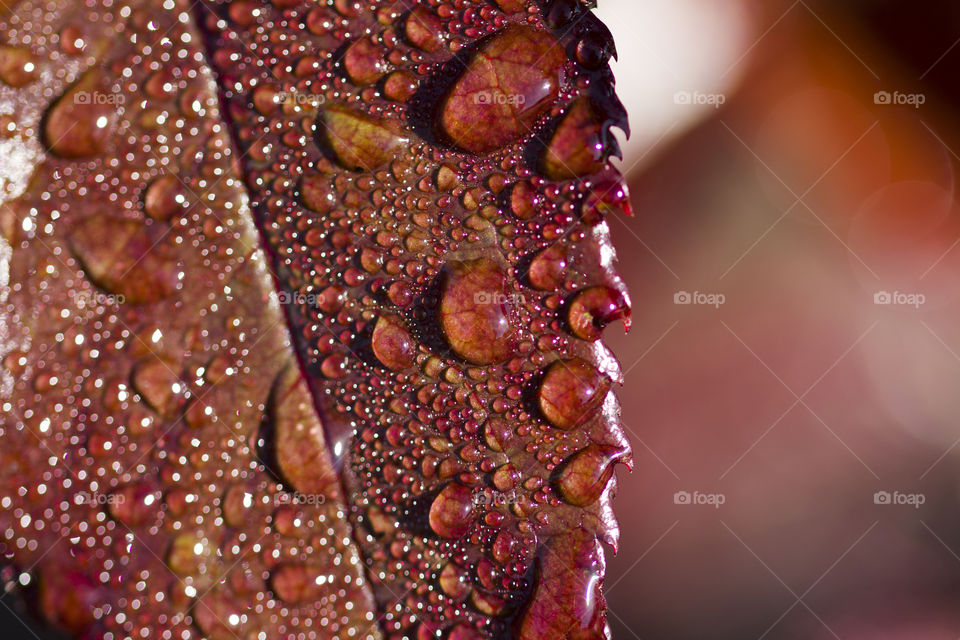 red leaf and water drops , closeup.  spring morning concept.