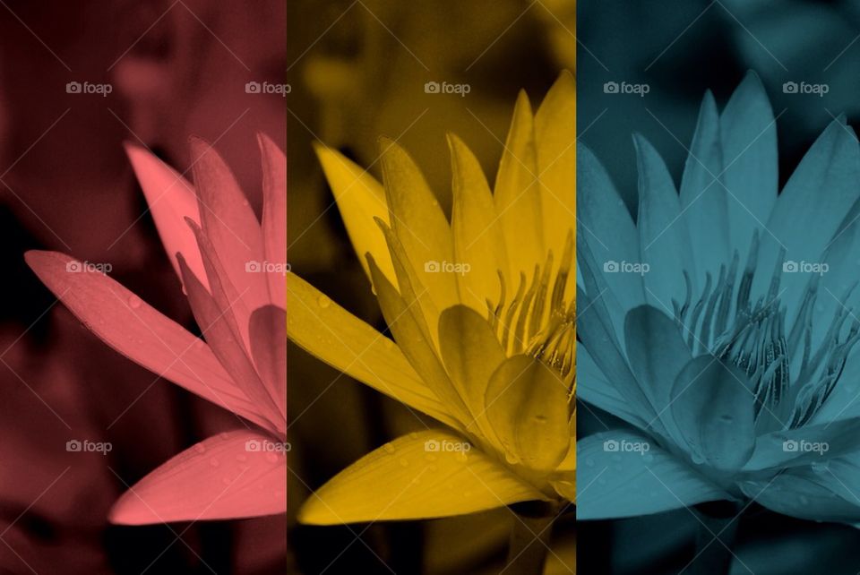Lotus in three color