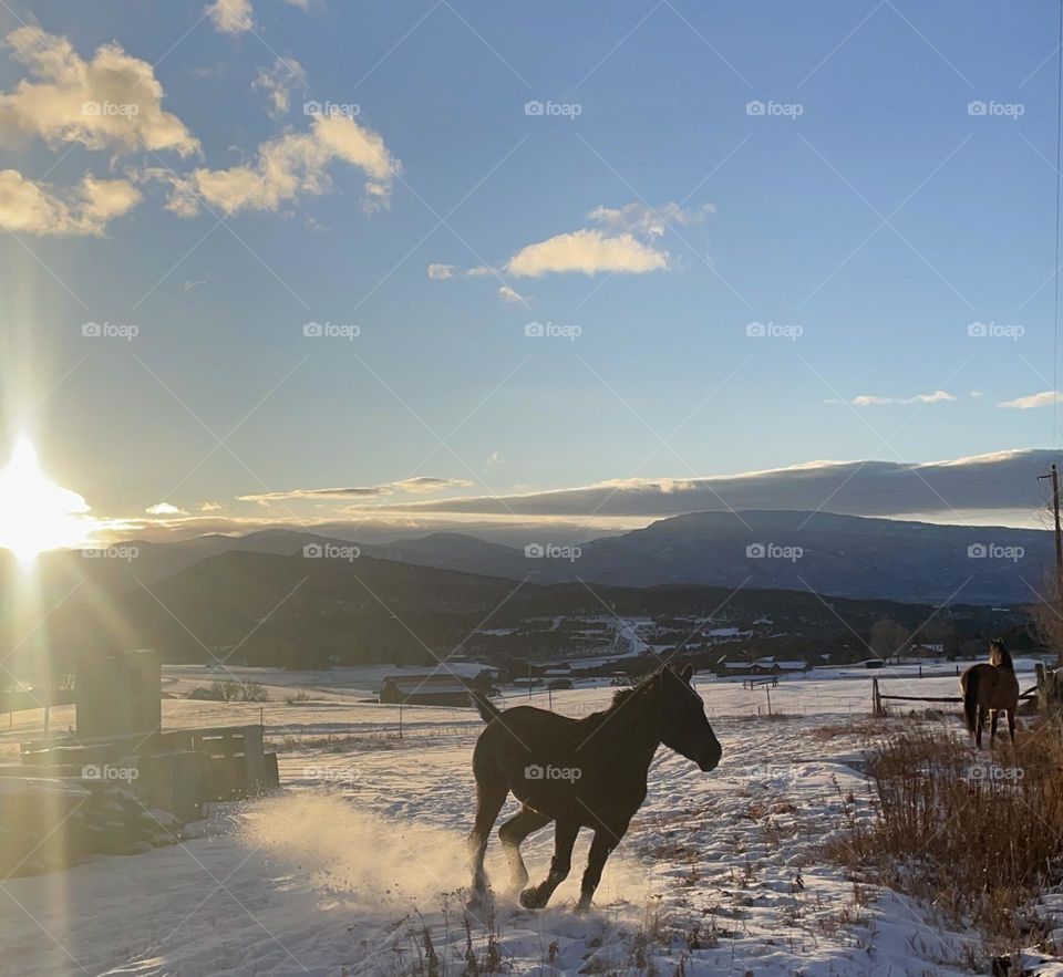 Running horse in the snow ❄️