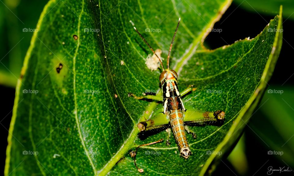 Eumastacidae Grasshopper_Salem, India