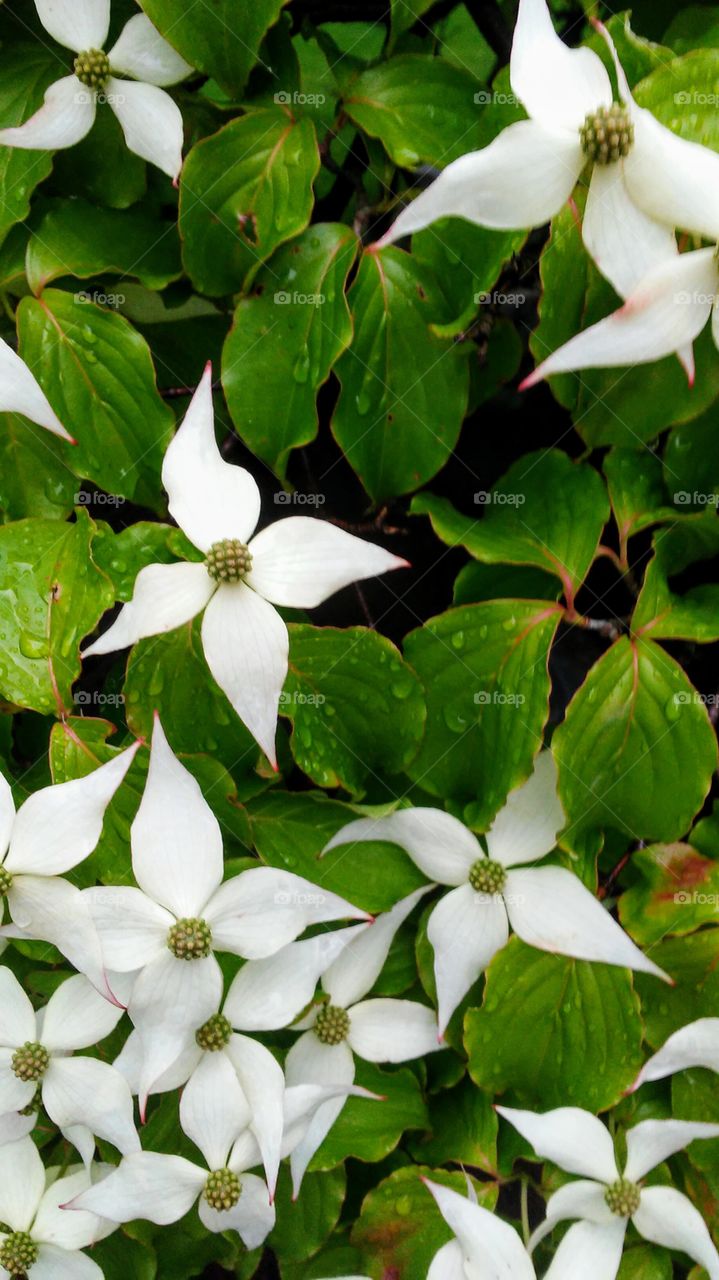 Flower, Leaf, Nature, No Person, Flora