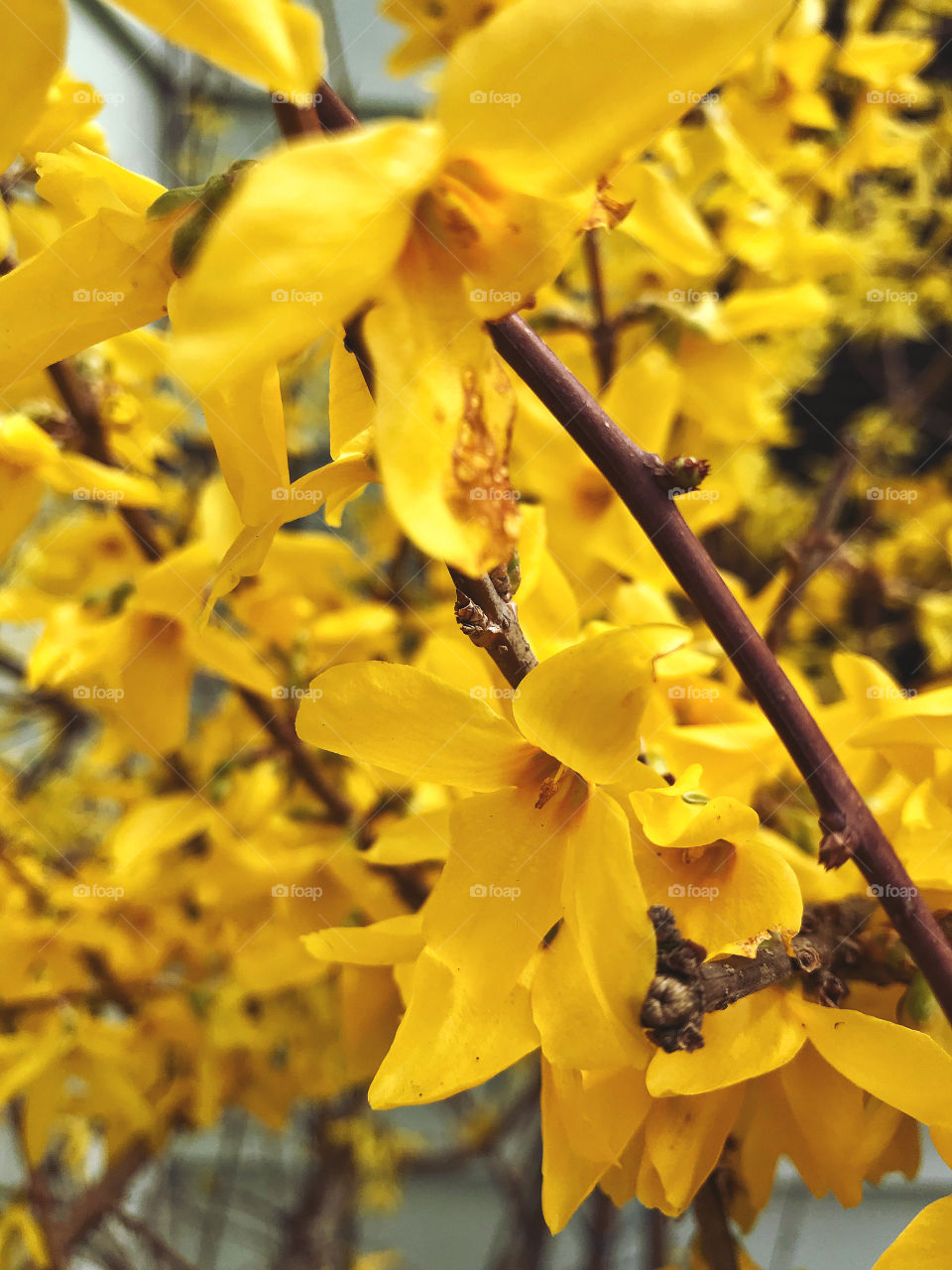 Forsythia 