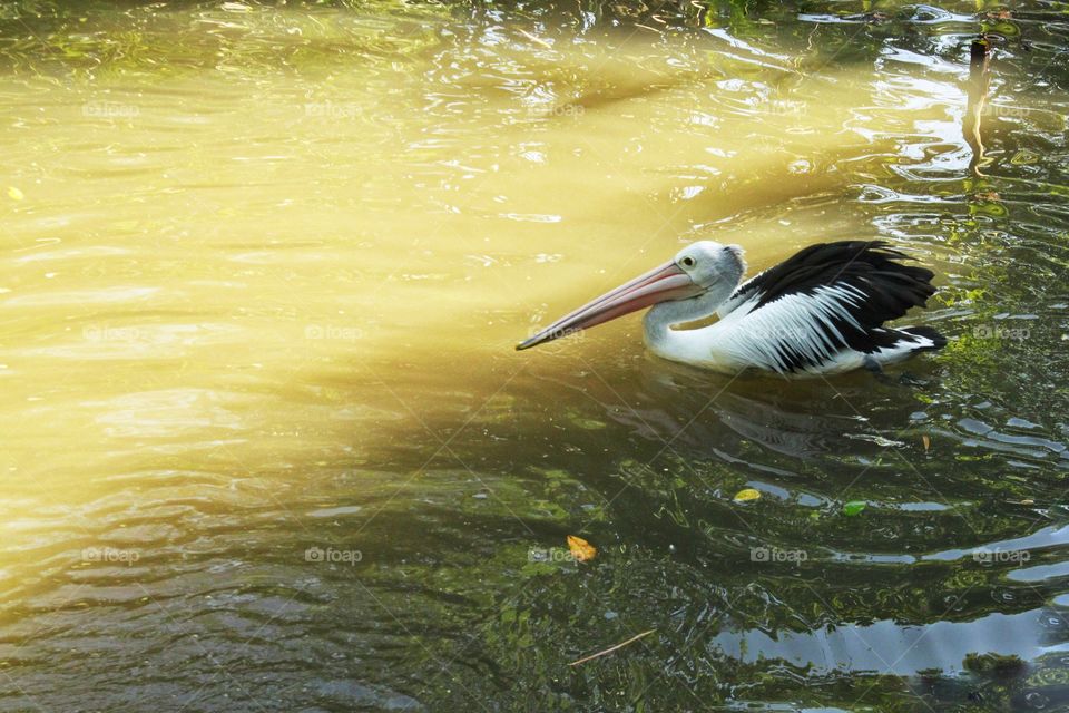 pelican bird