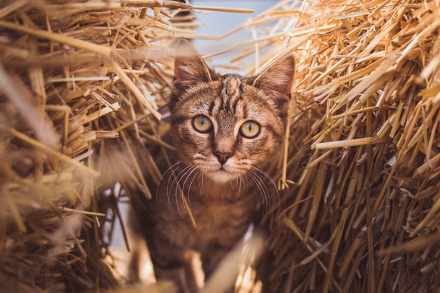 A cat strolling around a local farm