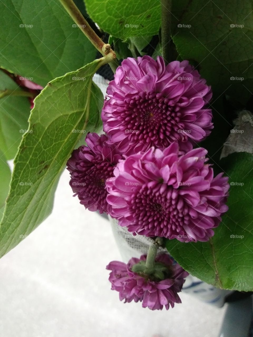 Purple Growing Flowers