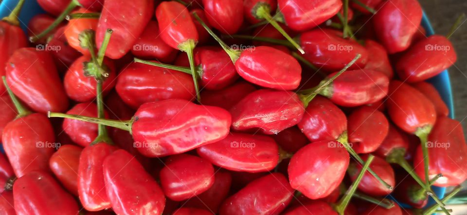 Red Chillies