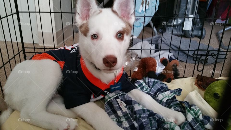 Broncos Pup